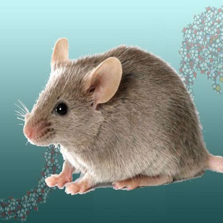 Picture for category Mouse Octamer