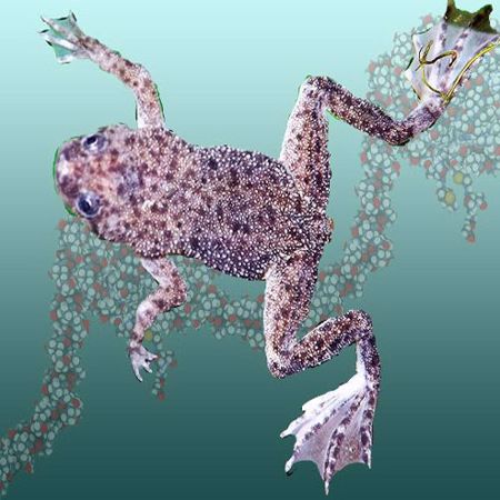 Picture for category Xenopus Octamer