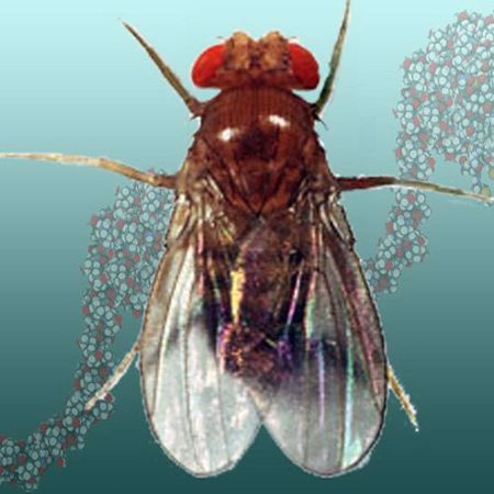 Picture for category Drosophila Histones