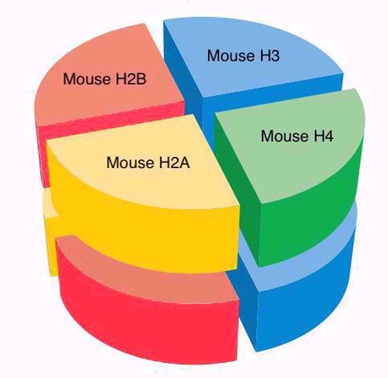 Picture of Mouse octamer - 500 ug