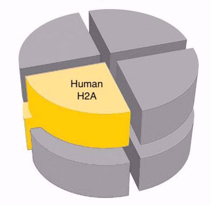 Picture of Human H2A