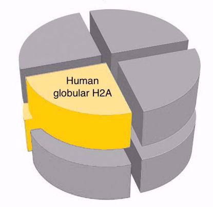 Picture of Human H2A - Globular (Tailless)
