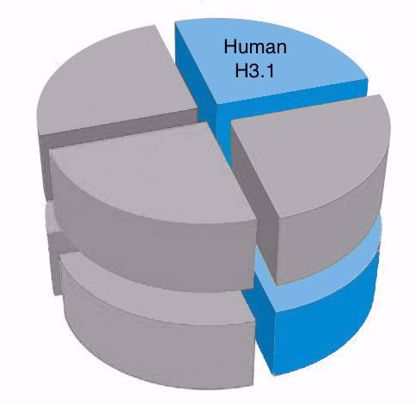 Picture of Human H3 - WT (3.1)