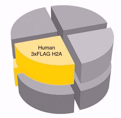 Picture of Human H2A with N-terminal 3xFLAG tag
