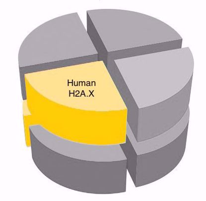 Picture of Human H2A.X  (His tag removed)