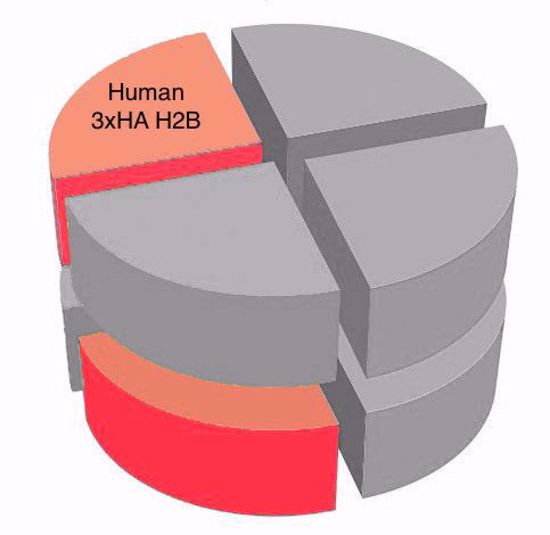 Picture of Human H2B with N-terminal 3xHA tag