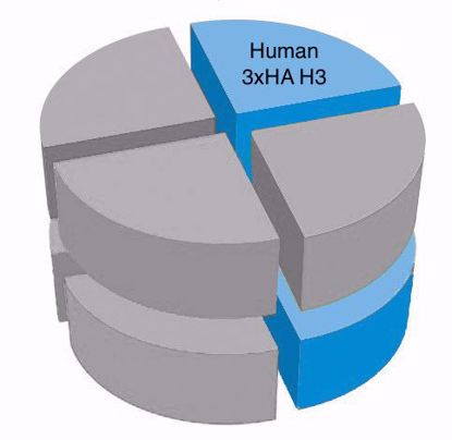 Picture of Human H3 with N-terminal 3xHA tag