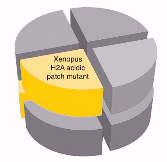 Picture of Xenopus H2A acidic patch mutant