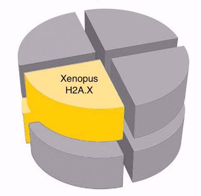 Picture of Xenopus H2A.X