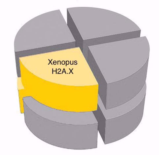 Picture of Xenopus H2A.X