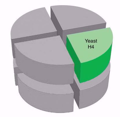 Picture of Yeast H4