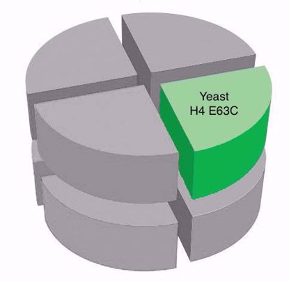 Picture of Yeast H4 E63C
