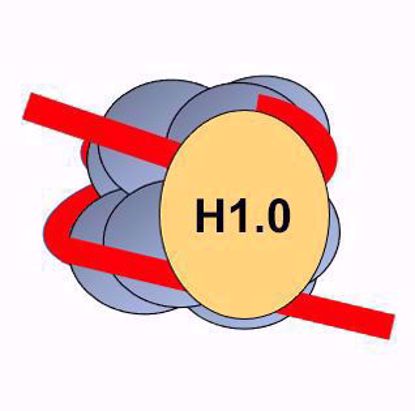 Picture of Human H1.0 - 1 mg
