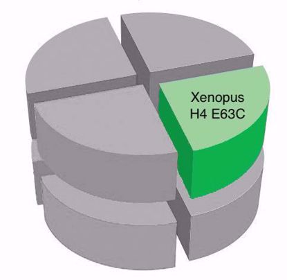 Picture of Xenopus H4 E63C