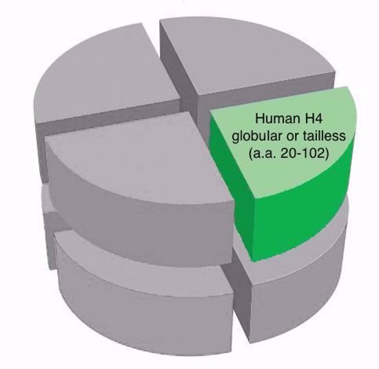 Picture of Human H4 - globular or tailless (a.a. 20-102)