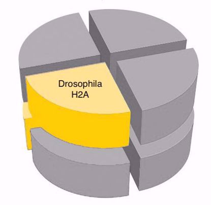 Picture of Drosophila H2A