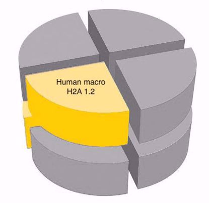 Picture of Human macro H2A 1.2