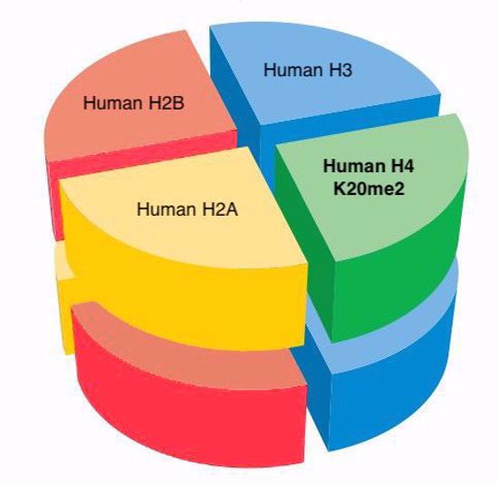 Picture of Human octamer with H4 K20me2 - 1 mg