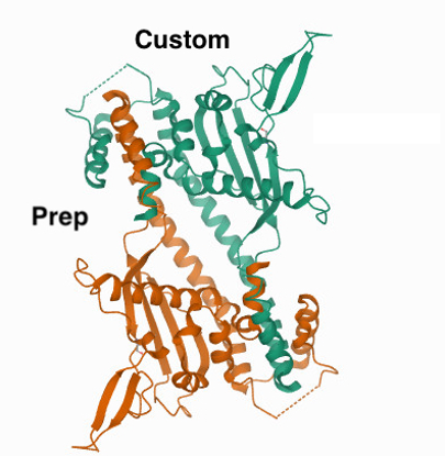 Picture of Custom Protein Prep - PARP1