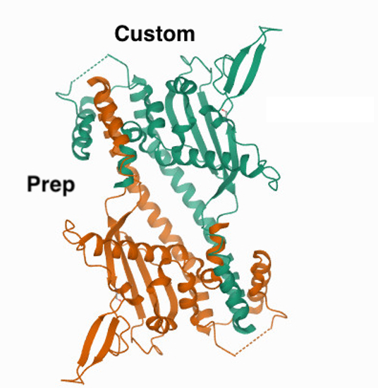 Picture of Custom Protein Prep - MeCP2 WT