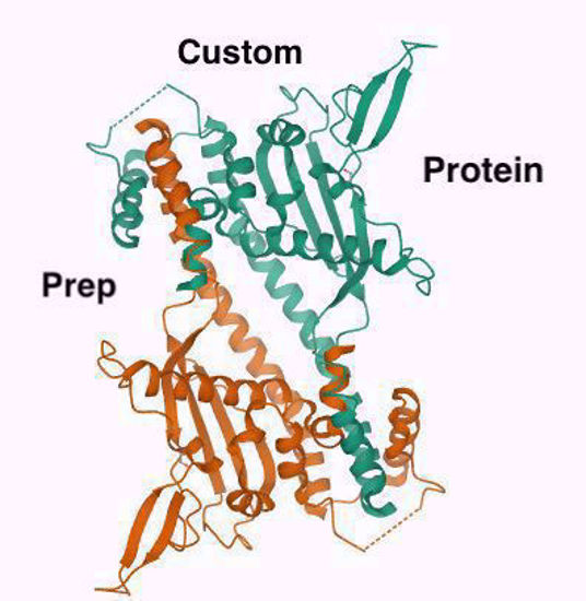 Picture of Yeast ISW1 tap tag purification (6L culture)