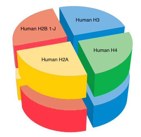 Picture of Human octamer with H2B type 1-J - 1 mg