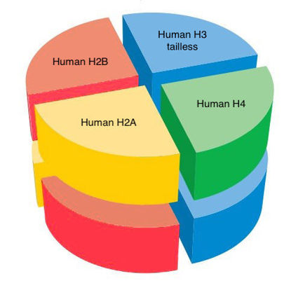 Picture of Human octamer with H3 tailless - 2.5 mg