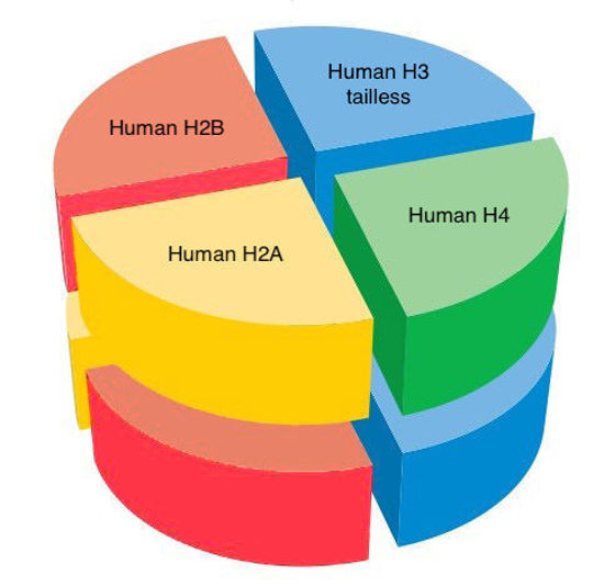 Picture of Human octamer with H3 tailless - 0.5 mg