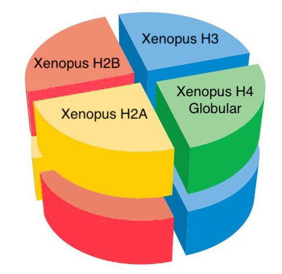 Picture of Xenopus octamer with H4  a.a. 1-19 deletion - 500 ug