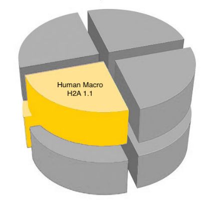 Picture of Human macro H2A 1.1