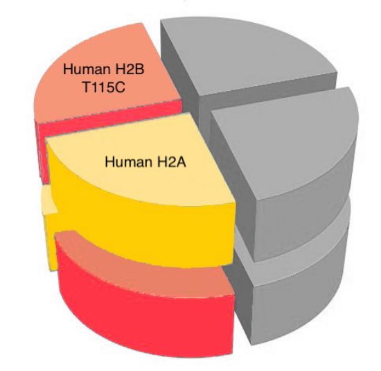 Picture of Human dimer with H2B T115C - 1 mg