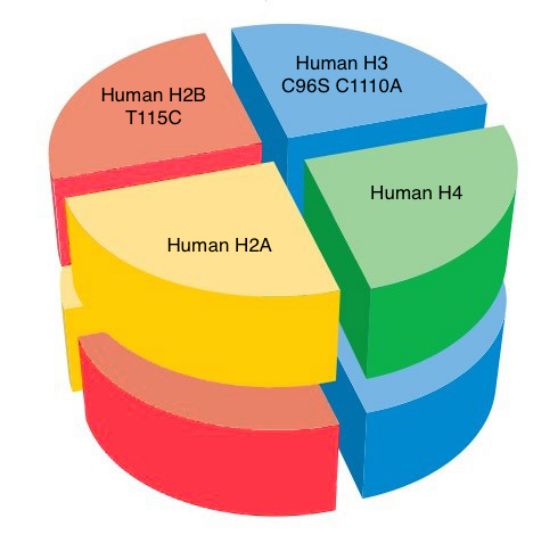 Picture of Human octamer with H2B T115C & H3 C96S C110A - 1 mg 