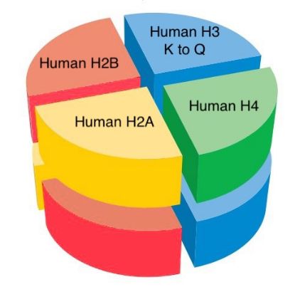 Picture of Human octamer with H3 K to Q 