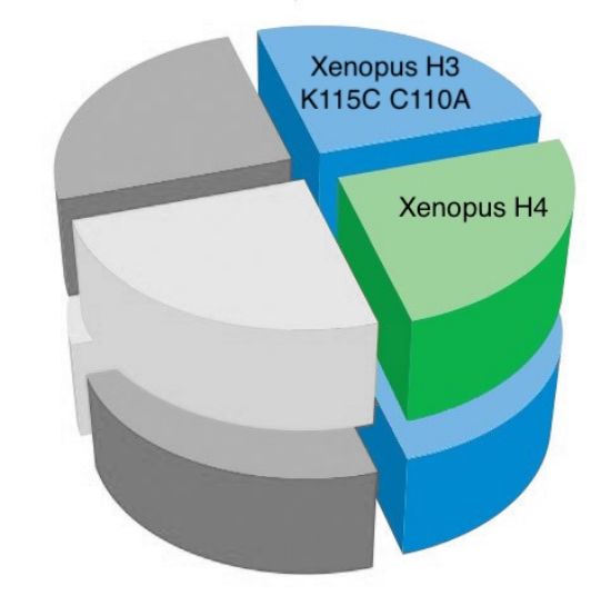 Picture of Xenopus tetramer with XH3 K115C C110A - 1 mg 